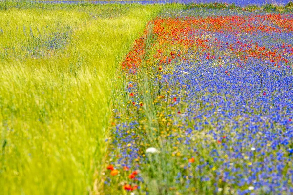 Famoso Florecimiento Lentejas Amapolas Castelluccio Norcia Parque Las Montañas Sibillini — Foto de Stock