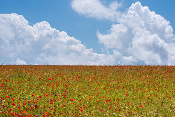 Sibillini Dağları 'nın parkındaki Castelluccio di Norcia' da meşhur mercimek ve haşhaş çiçekleri.