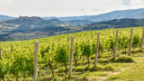 Виноградники Італії Монтефалько — стокове фото
