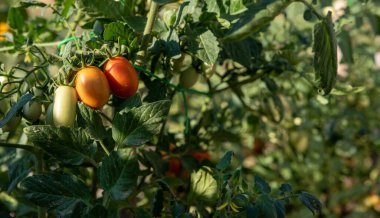 Olgunlaşmış domatesler. Ev yapımı sebze bahçesi.