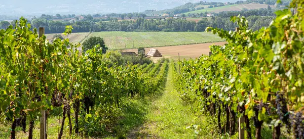 Panorama Con Vigneti Produzione Vino Italiano — Foto Stock