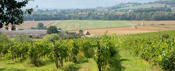 Panorama Com Vinhas Para Produção Vinho Italiano — Fotografia de Stock