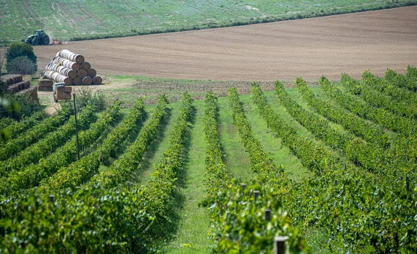 Panorama Mit Weinbergen Für Die Produktion Italienischer Weine — Stockfoto