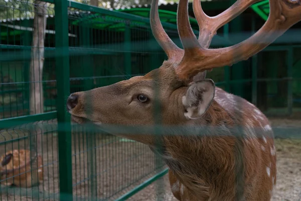 Hayvanat bahçesinde geyik yakın çekim