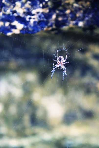 Spider Rock — Stock Photo, Image