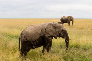 Kenya, Afrika filleri