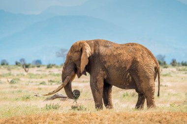 Kenya, Afrika filleri