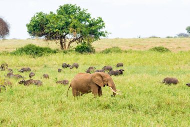 Kenya, Afrika filleri