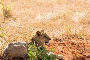 Kenya, Afrika'da aslan