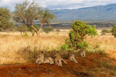 Kenya, Afrika'da aslan