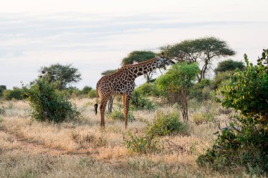 Kenya, Afrika'da zürafa