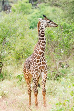 Kenya, Afrika'da zürafa