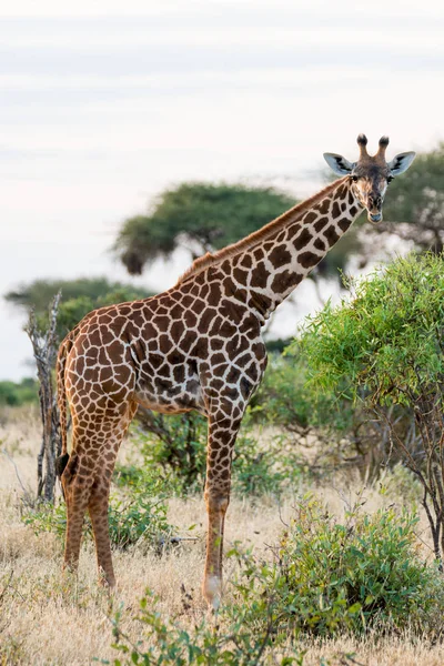 Kenya Afrika Zürafa — Stok fotoğraf