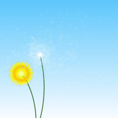 Bahar geçmiş dandelions ile