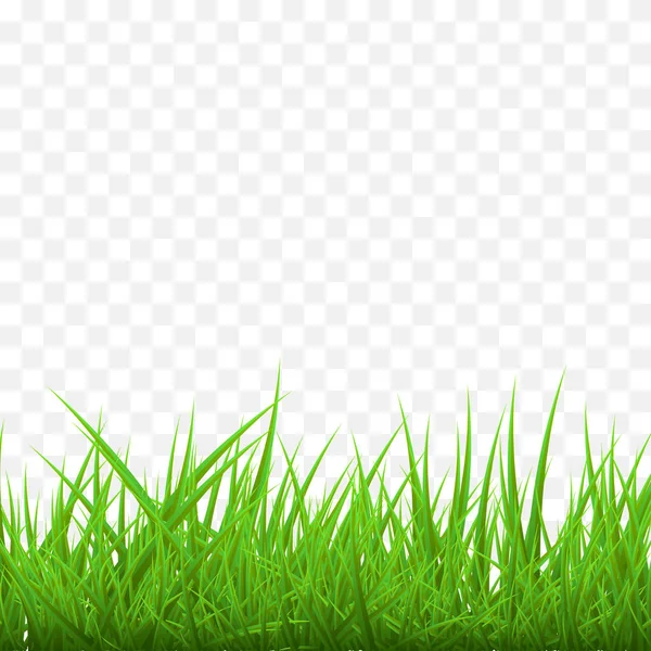 Vector Grass Shadow White Background — Stock Vector