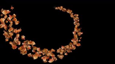 Sonbahar Yaprakları Uçuyor - Sonbahar Yaprakları Siyah zemin üzerinde Uzun Yol Takip Et