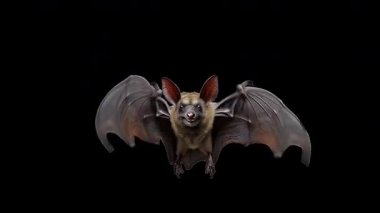 Alpha Channel ile Uçan Yarasa Döngüsü