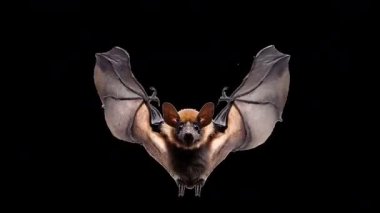 Alpha Channel ile Uçan Yarasa Döngüsü