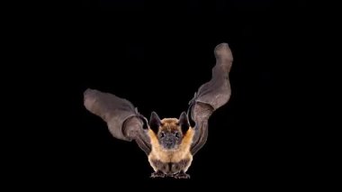 Alpha Channel ile Uçan Yarasa Döngüsü