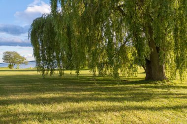 bir yaz günü sırasında Kanada'da ormanlık adada St. Lawrence Nehri kıyısında ağaçlar
