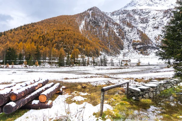 Snow-covered forest in autumn on the border between Italy and Switzerland along the Bernina express route