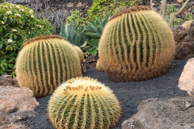 Lanzarote, İspanya - 7 Ağustos 2018: Bulutlu bir günde Lanzarote 'deki ünlü kaktüs bahçesinde gezinmek