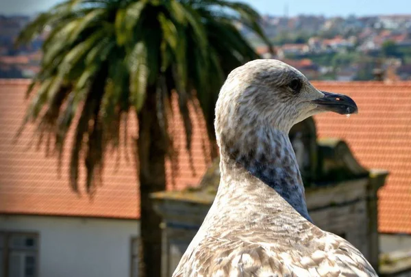 Portrait Seagull Porto City Portugal — Stock Photo, Image