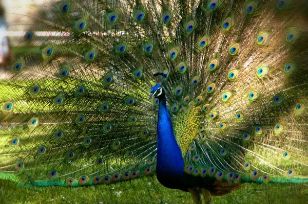 Male Peacock Garden Oporto — Stock Photo, Image