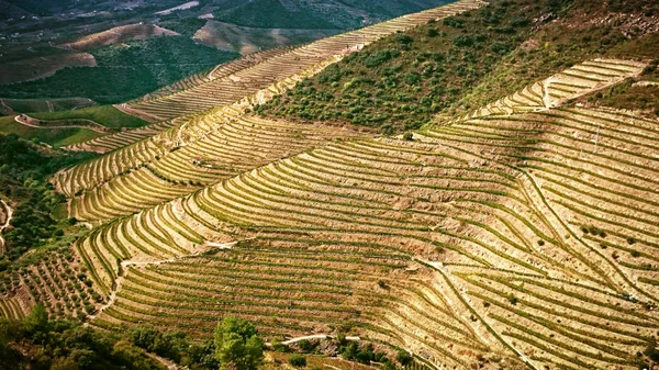 Splendid Douro Valley Portugal — Stock Photo, Image