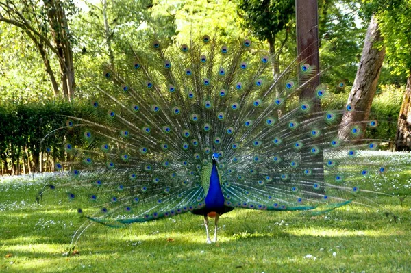 Pavão Macho Jardim Porto — Fotografia de Stock