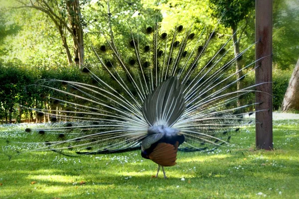 Male Peacock Garden Oporto — Stock Photo, Image
