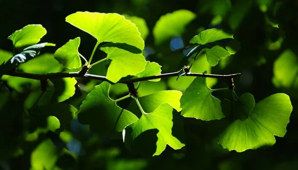Větev Stromu Ginkgo Biloba Botanické Zahradě Portugalsko — Stock fotografie