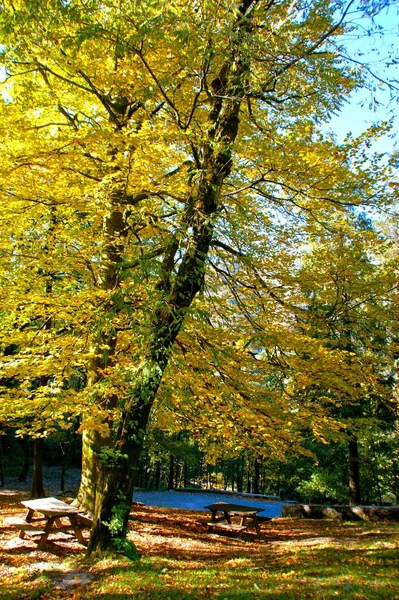 Herbstbäume Nationalpark Von Geres Portugal — Stockfoto