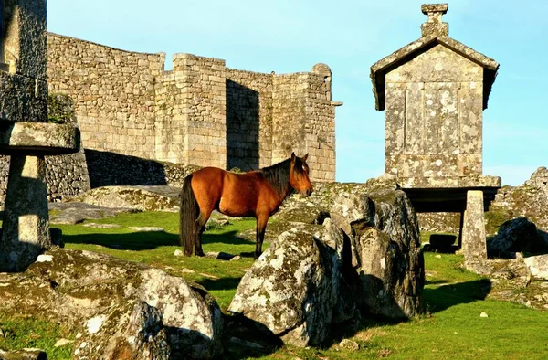 Cavallo Vicino Granai Lindoso Nel Parco Nazionale Peneda Geres Portogallo — Foto Stock