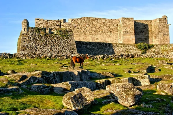 Cavallo Vicino Castello Lindoso Nel Parco Nazionale Peneda Geres Portogallo — Foto Stock