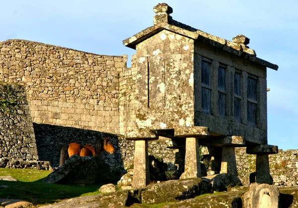 Cavallo Vicino Granai Lindoso Nel Parco Nazionale Peneda Geres Portogallo — Foto Stock