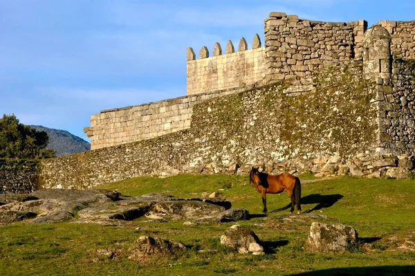 Kůň Poblíž Hradu Lindoso Národním Parku Peneda Geres Portugalsko — Stock fotografie