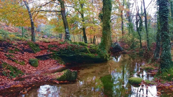 Φθινοπωρινό Δάσος Στο Εθνικό Πάρκο Peneda Geres Πορτογαλία — Φωτογραφία Αρχείου