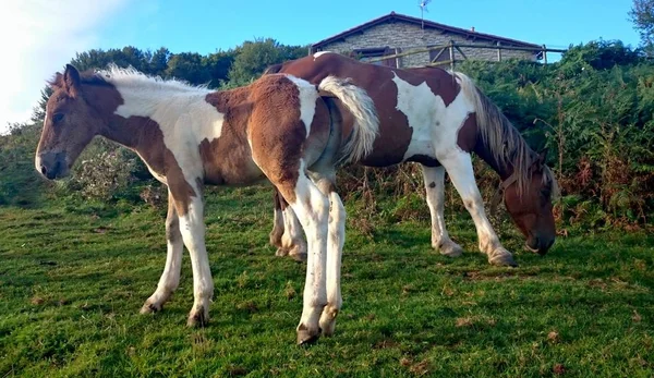 Chevaux Dans Les Pyrénées Atlantiques Sur Chemin Français Santiago Napoléon — Photo