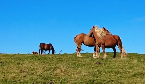 Horses in the Atlantic Pyrenees on the French Way of Santiago (Napoleon Route)