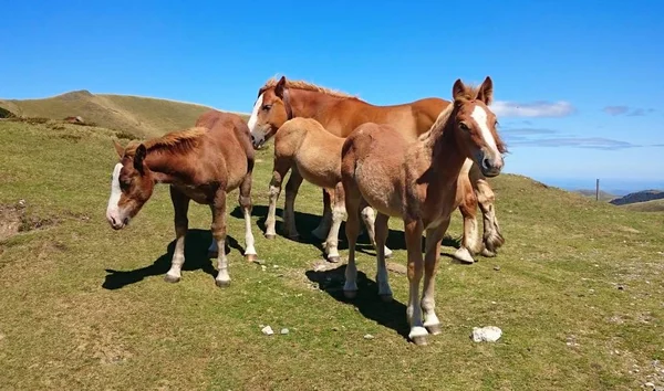 Konie Pirenejach Atlantyckich Francuskim Drodze Santiago Szlak Napoleona — Zdjęcie stockowe
