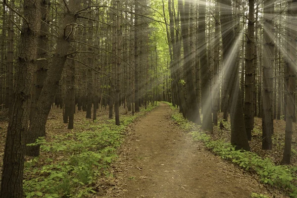 Rays Sun Forest Path Foreground Contrast Colors — Stock Photo, Image