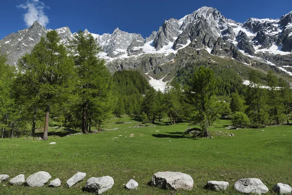 Prado Larches Floresta Montanhas Vale Aosta Belo Dia Primavera Com Imagem De Stock