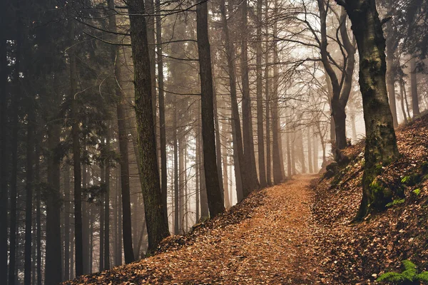 カンポ フィオーリ ヴァレーゼの森の中のパス 霧と秋の色 ロイヤリティフリーのストック画像