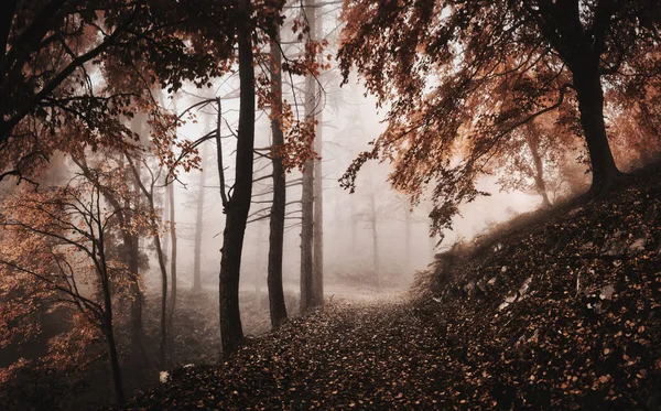 Niebla en el bosque con sendero de montaña en primer plano, otoño landsc — Foto de Stock