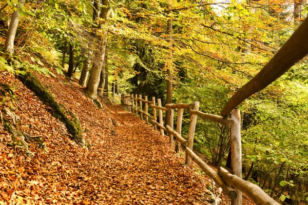 Carpet Leaves Forest Path Wooden Fence Autumn Season — Stock Photo, Image