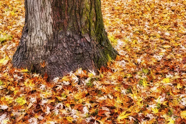 Одинокое Дерево Морем Листьев Вокруг Осенний Сезон — стоковое фото