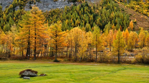 Autumn Colors Forest Val Ferret Italy — Stock Photo, Image