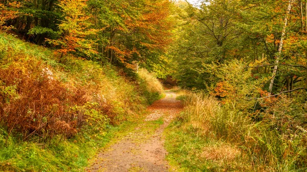 Piękna Jesień Lesie Oasis Zegna Piemont Włochy — Zdjęcie stockowe