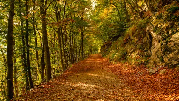Droga Lesie Sezon Jesienny — Zdjęcie stockowe